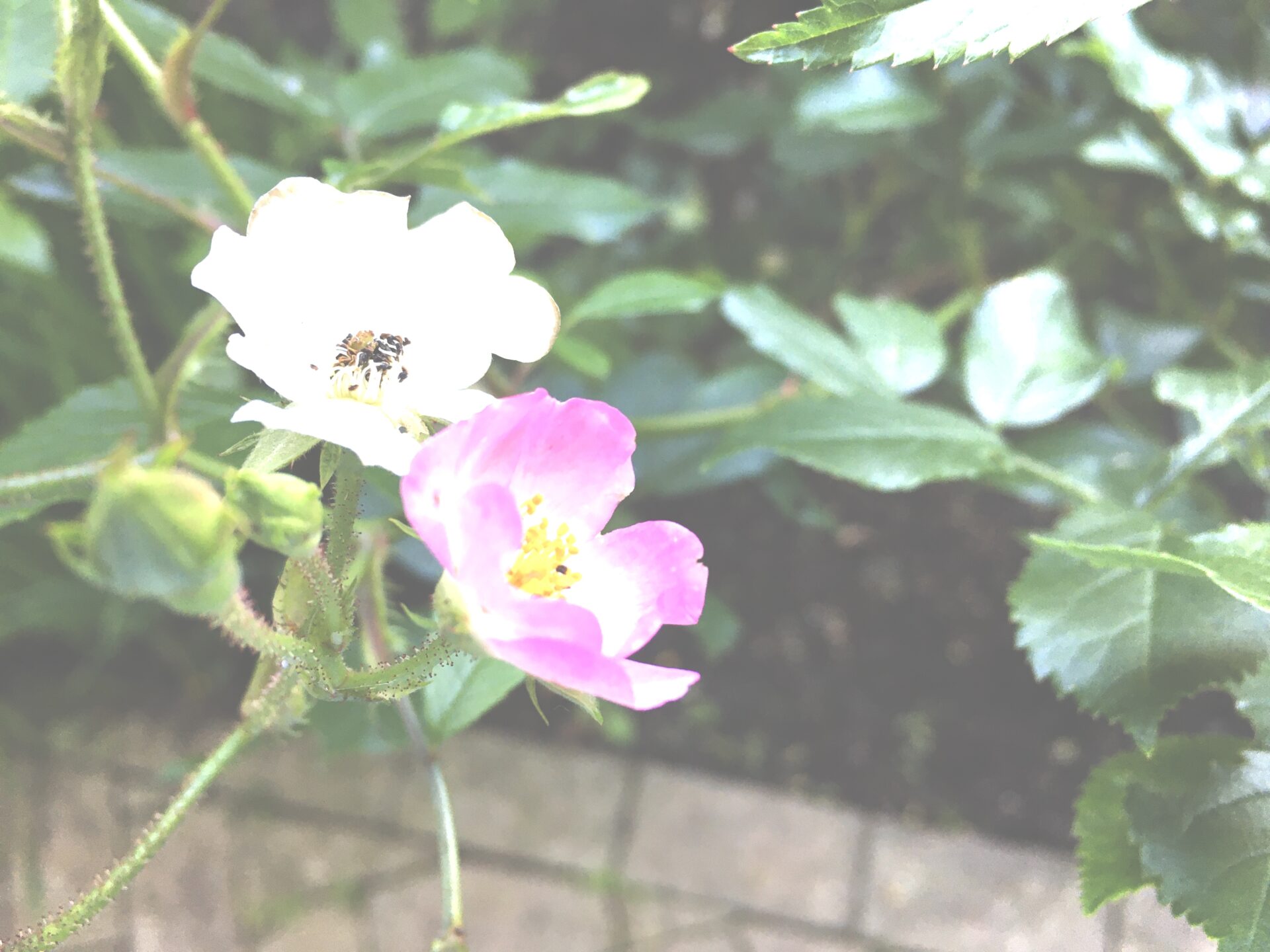 ペットと鎌倉、静かにすごせる穴場カフェ。